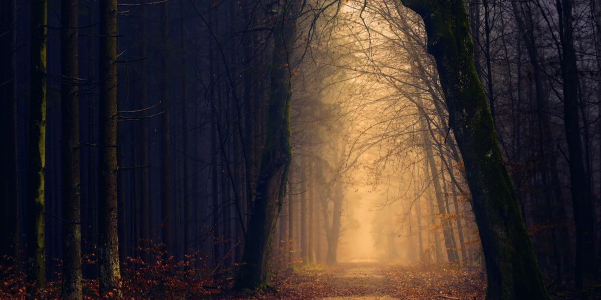 A woodland path runs between tall trees and disappears into pale mist.